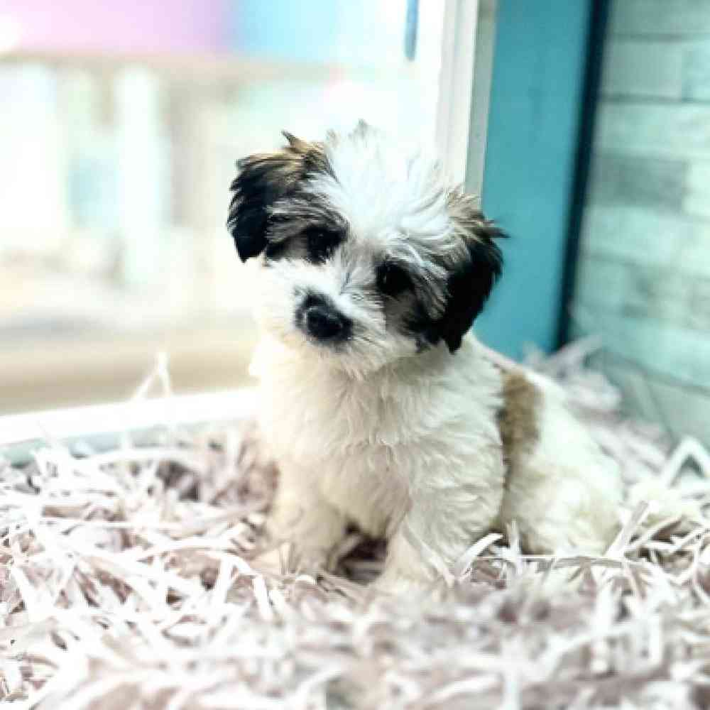 carousel pet images