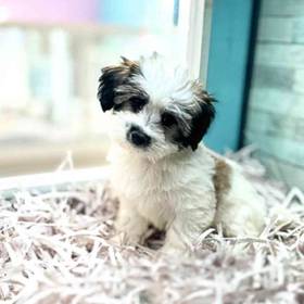 Coton De Tulear