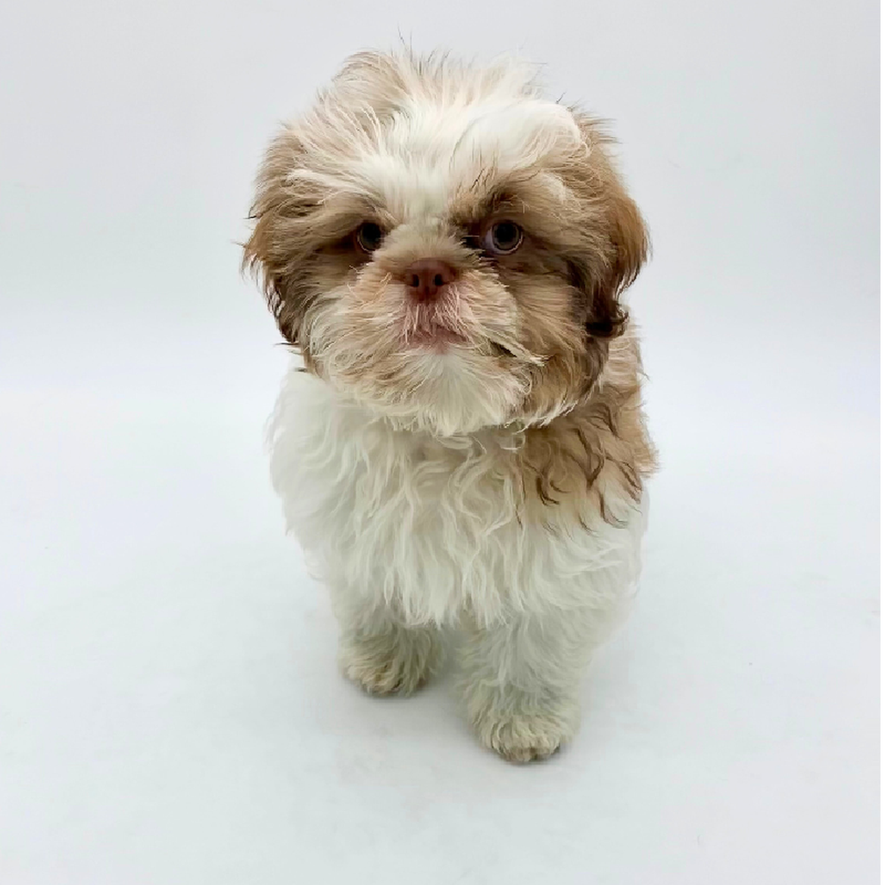 Male Shih Tzu Puppy for Sale in Puyallup, WA