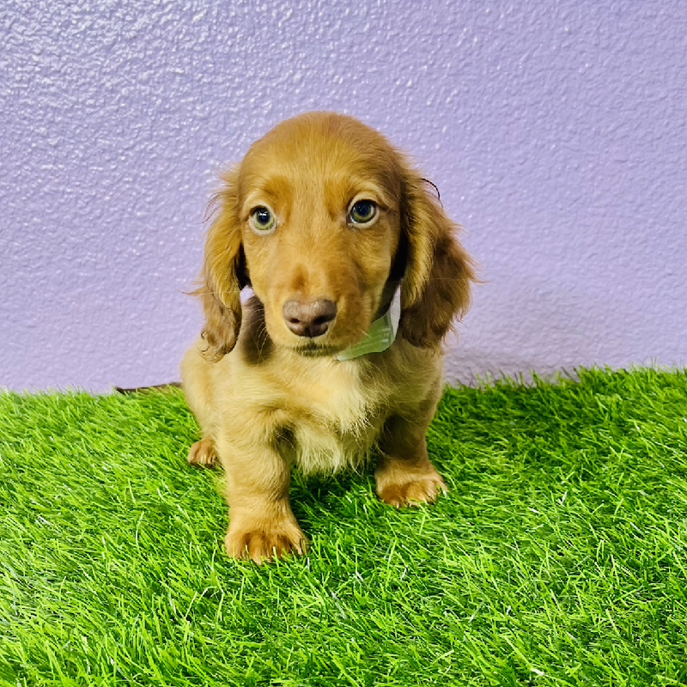carousel pet images