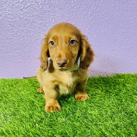 Dachshund