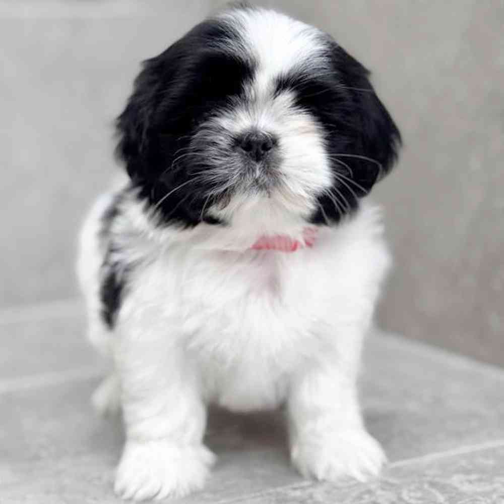 pet breed image