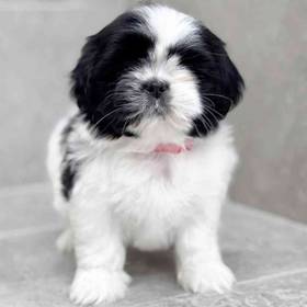 Teddy Bear