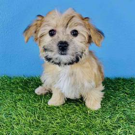 Morkie