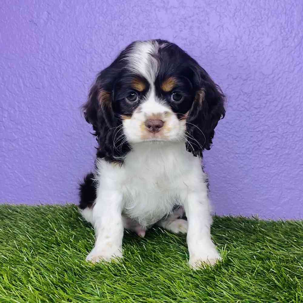 carousel pet images