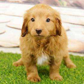 2nd Gen Mini Goldendoodle