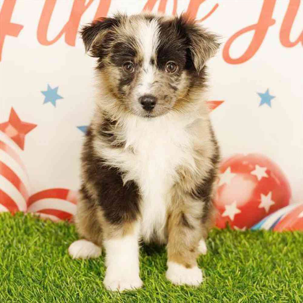 pet breed image