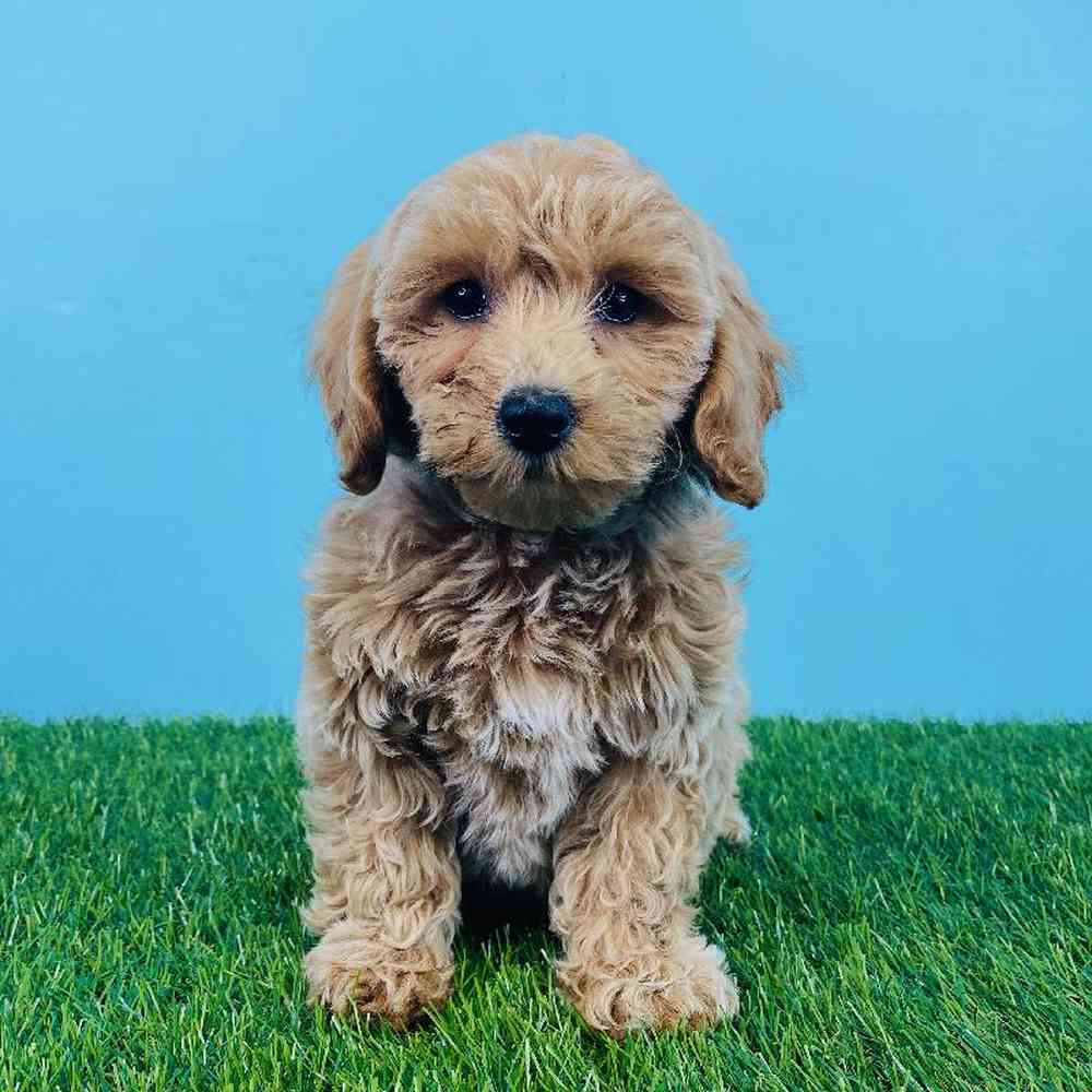 Female 2nd Gen Mini Goldendoodle Puppy for sale