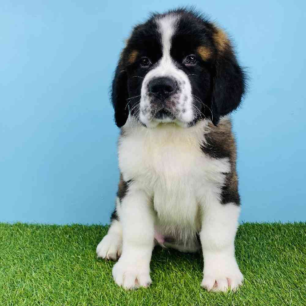 Male Saint Bernard Puppy for sale