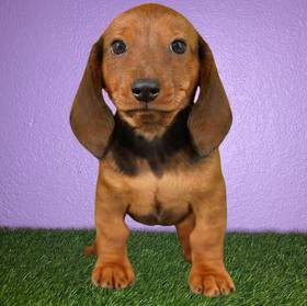 Dachshund