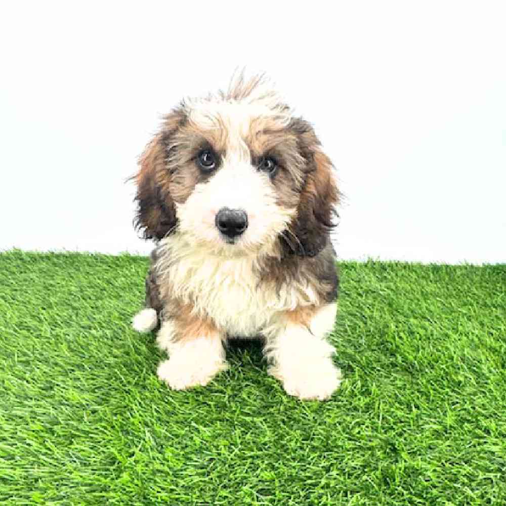 pet breed image
