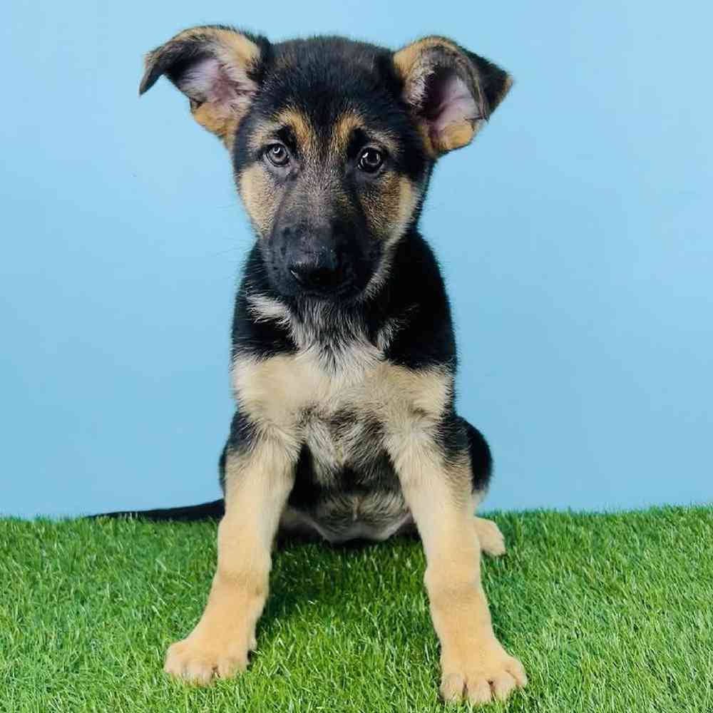 Female German Shepherd Puppy for sale