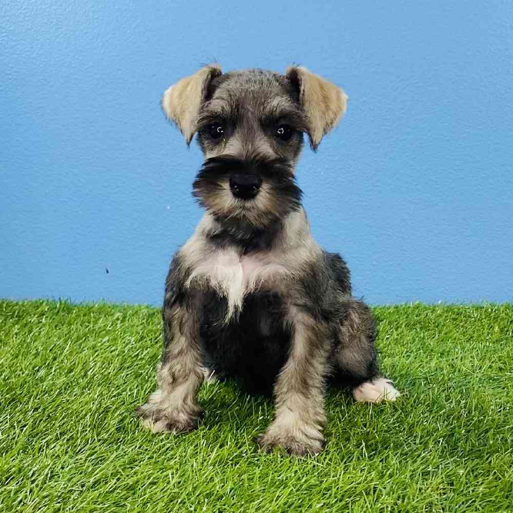 Female Mini Schnauzer Puppy for sale