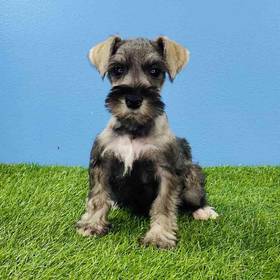 Mini Schnauzer