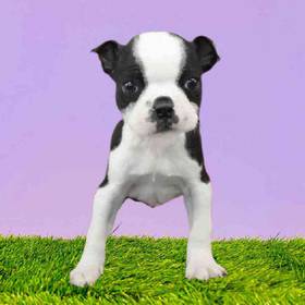 Boston Terrier