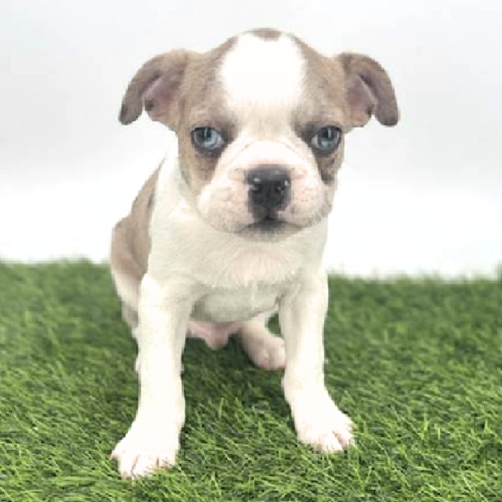 pet breed image