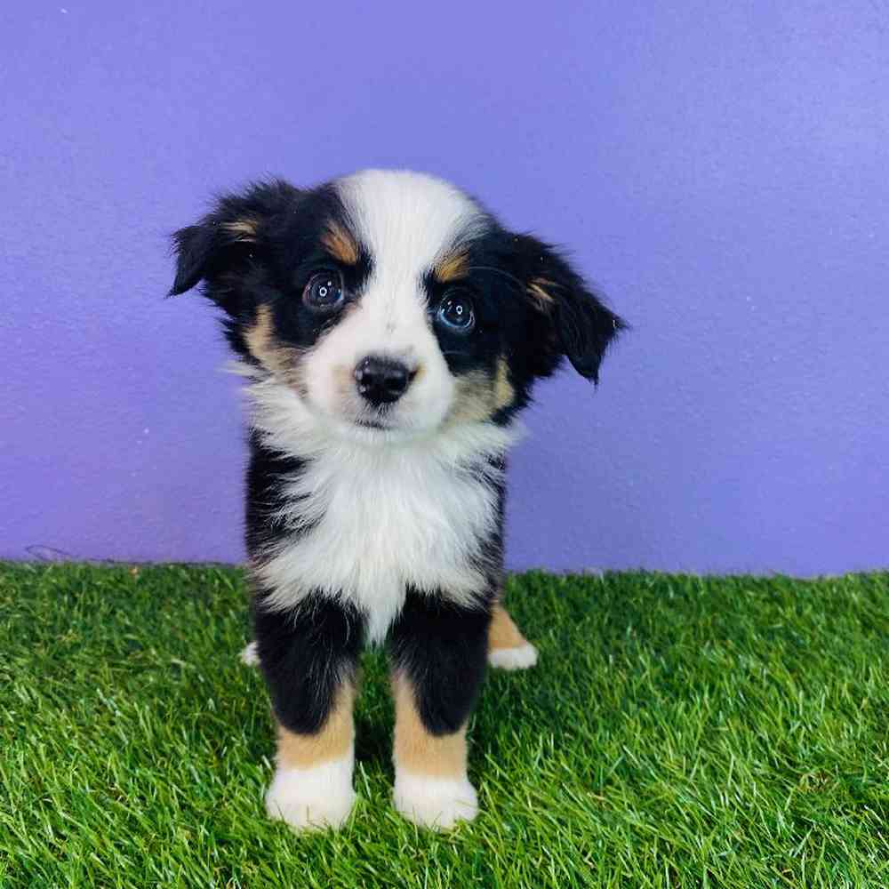 Female Mini Aussie Puppy for sale