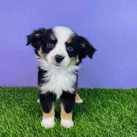 Mini Australian Shepherd