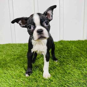 Boston Terrier