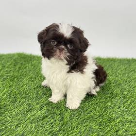 Shih Tzu
