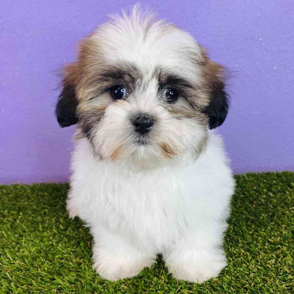 carousel pet images