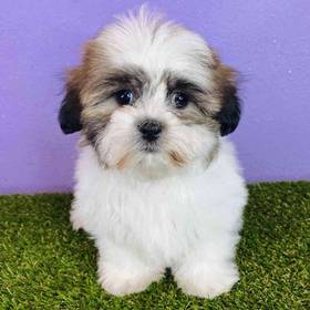 Teddy Bear