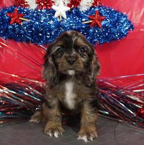 Cocker Spaniel