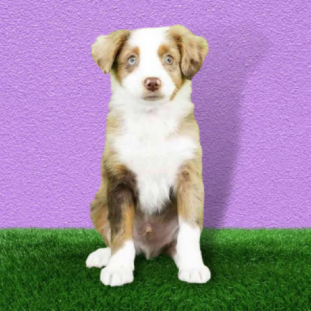 Male Mini Aussie Puppy for Sale in Marietta, GA