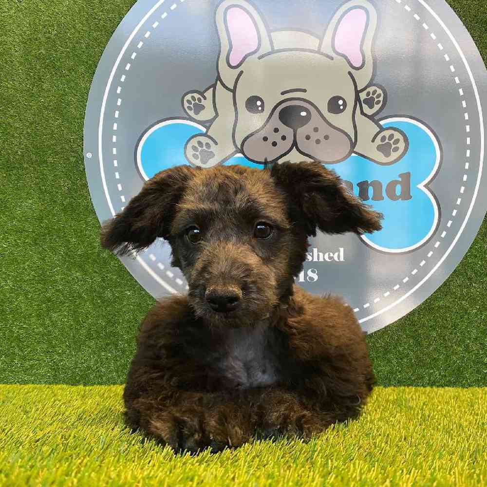Female 2nd Gen Mini Aussiedoodle Puppy for sale