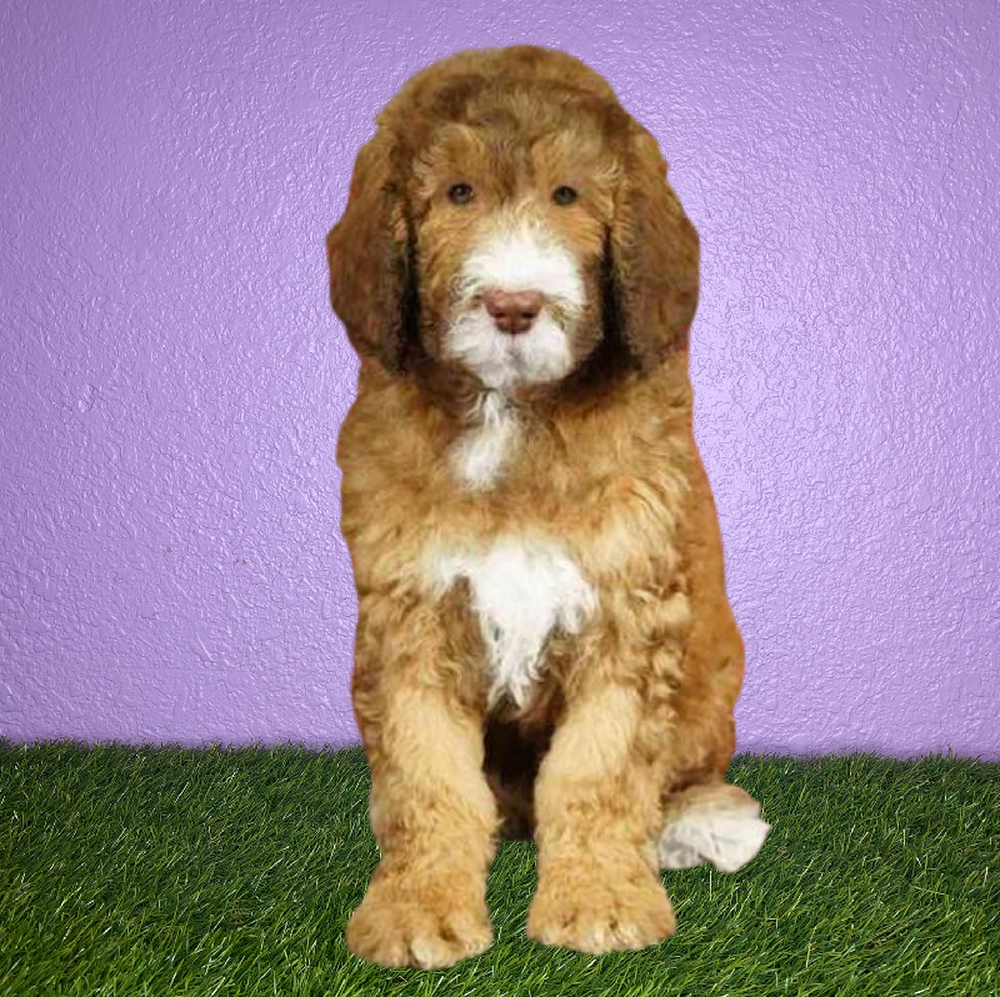 Male 2nd Gen Sheepadoodle Puppy for Sale in New Braunfels, TX