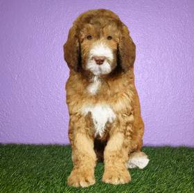 2nd Gen Sheepadoodle