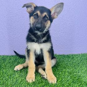 German Shepherd