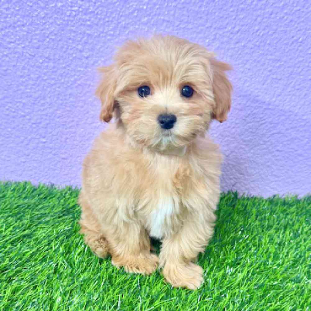 pet breed image