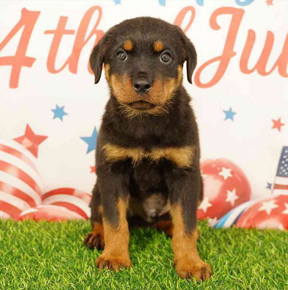 pet breed image