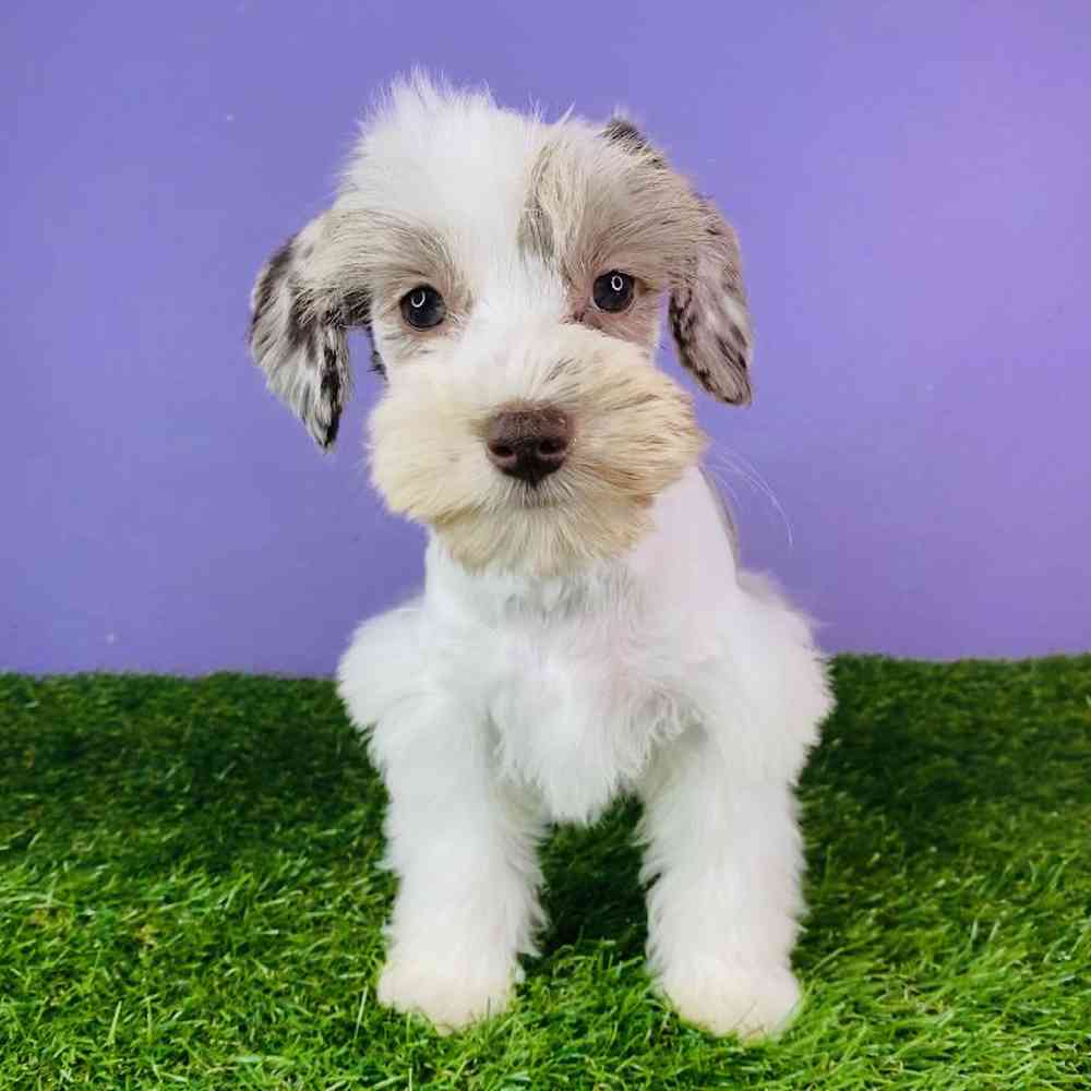 Female Mini Schnauzer Puppy for sale