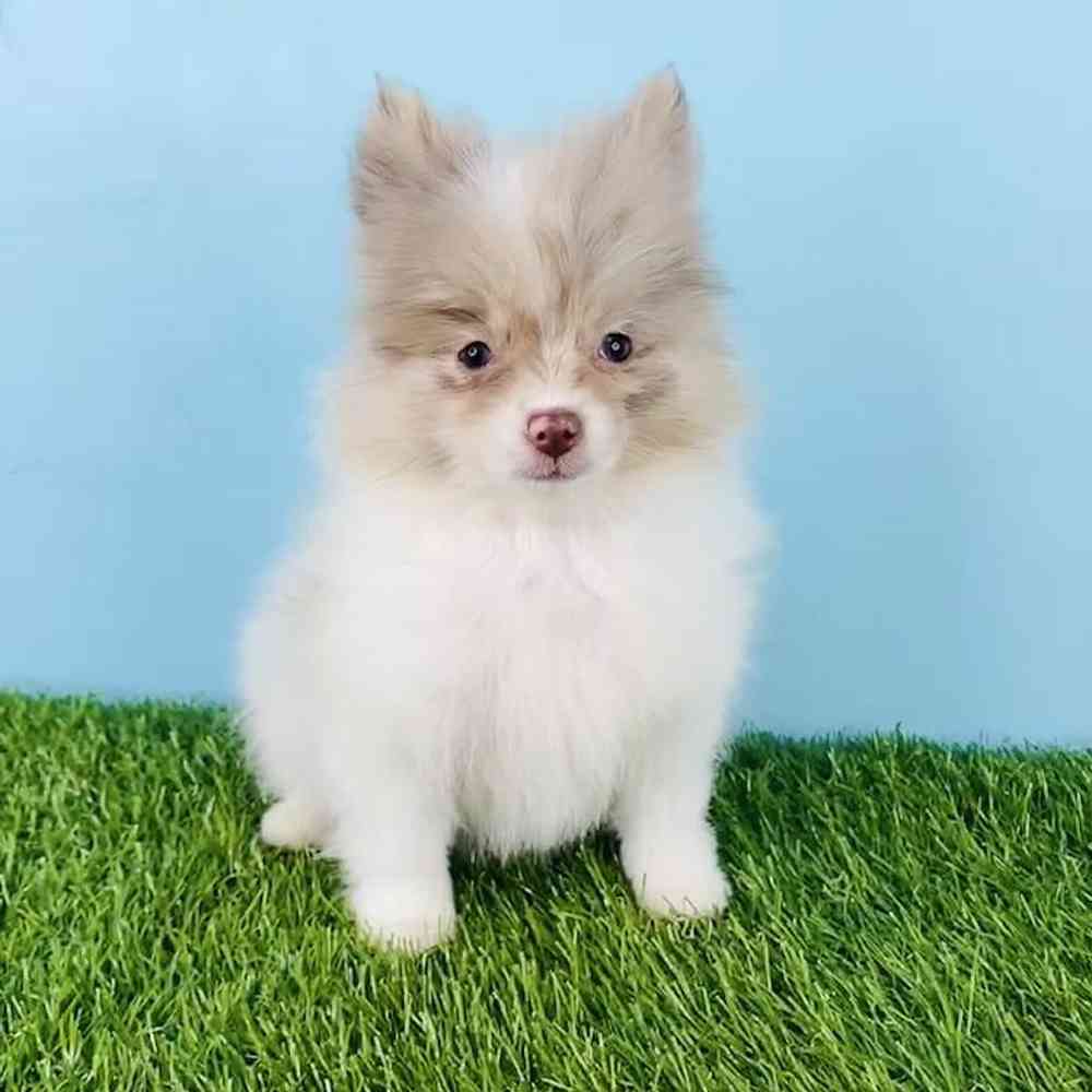 Female Pomeranian Puppy for sale