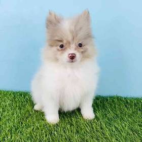 Pomeranian