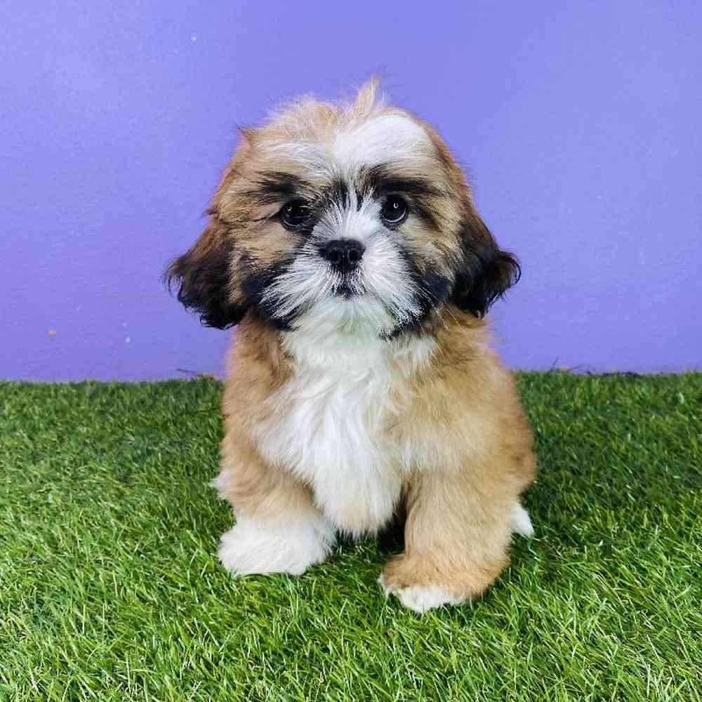 Female Lhasa Apso Puppy for sale
