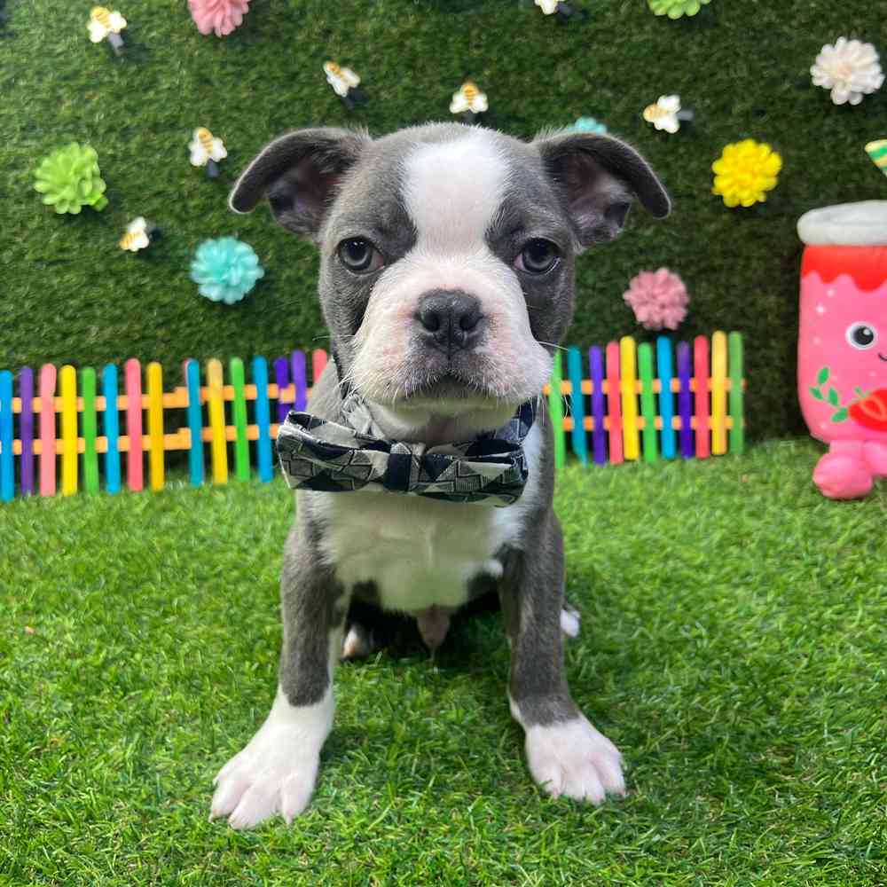 carousel pet images