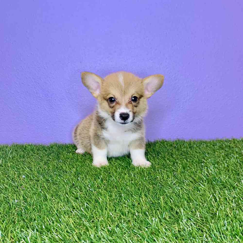 carousel pet images