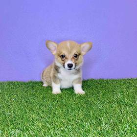 Pembroke Welsh Corgi