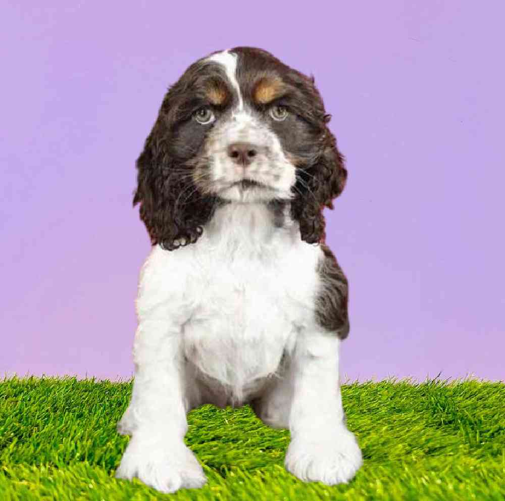 carousel pet images