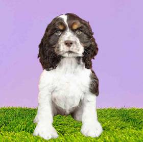 Cocker Spaniel