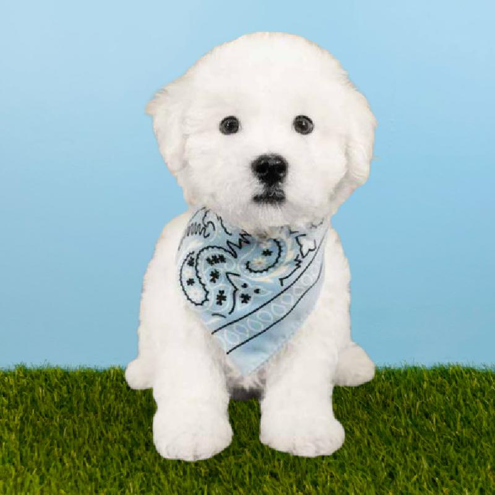 Male Bichon Puppy for sale