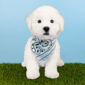 Bichon