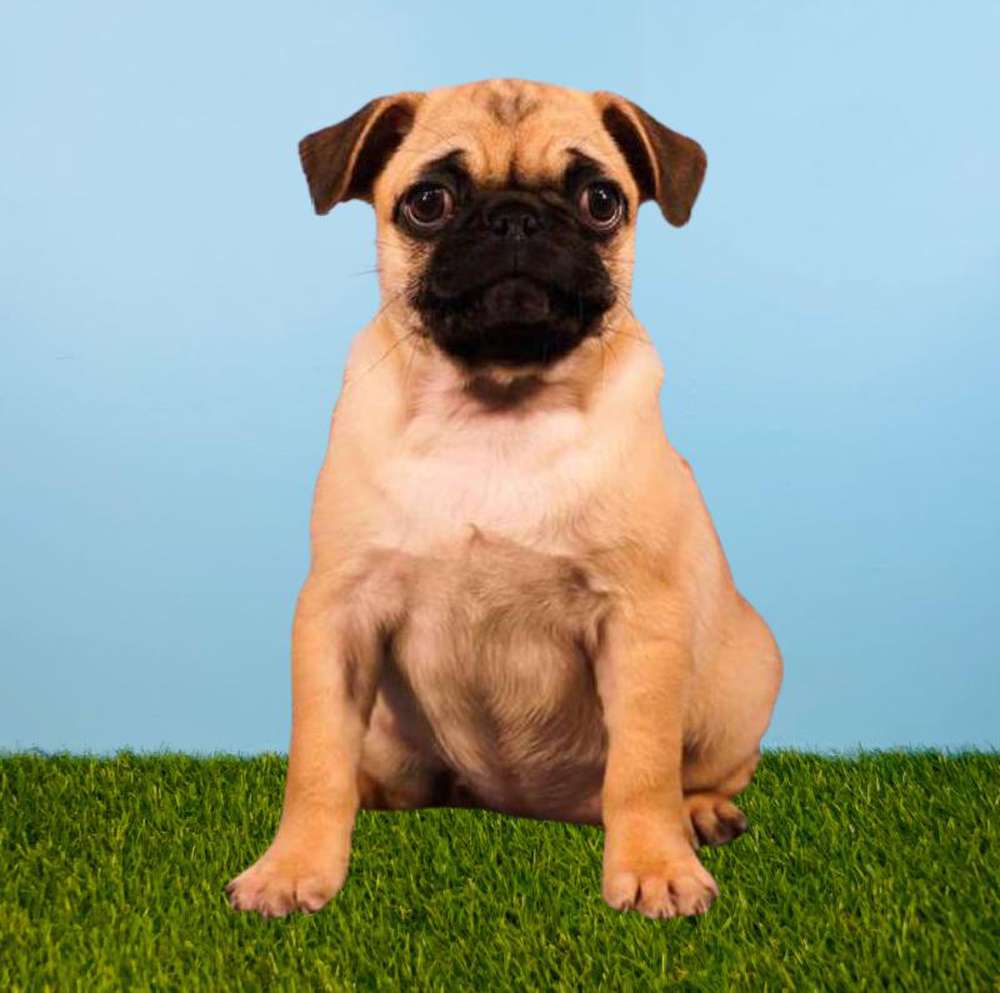 Female Pug Puppy for sale