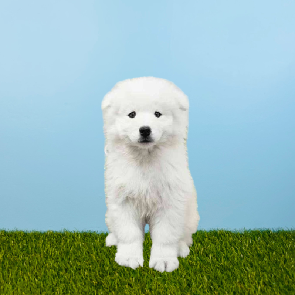 Female Samoyed Puppy for Sale in Pasadena, TX