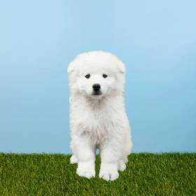 Samoyed