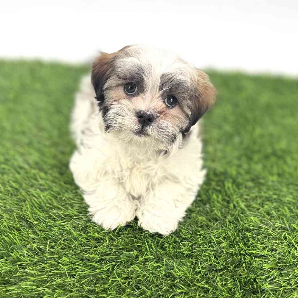 pet breed image