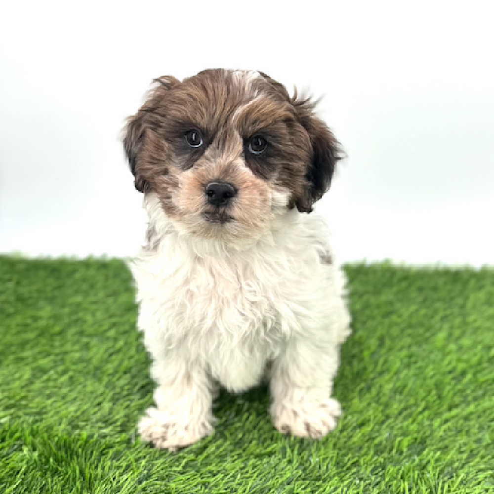 carousel pet images